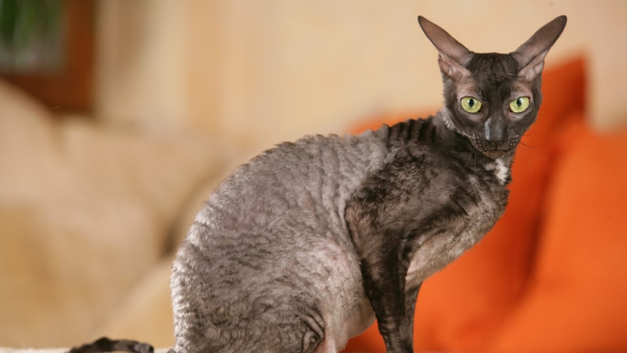 12 British Cat Breeds That Have Captured Hearts for Centuries