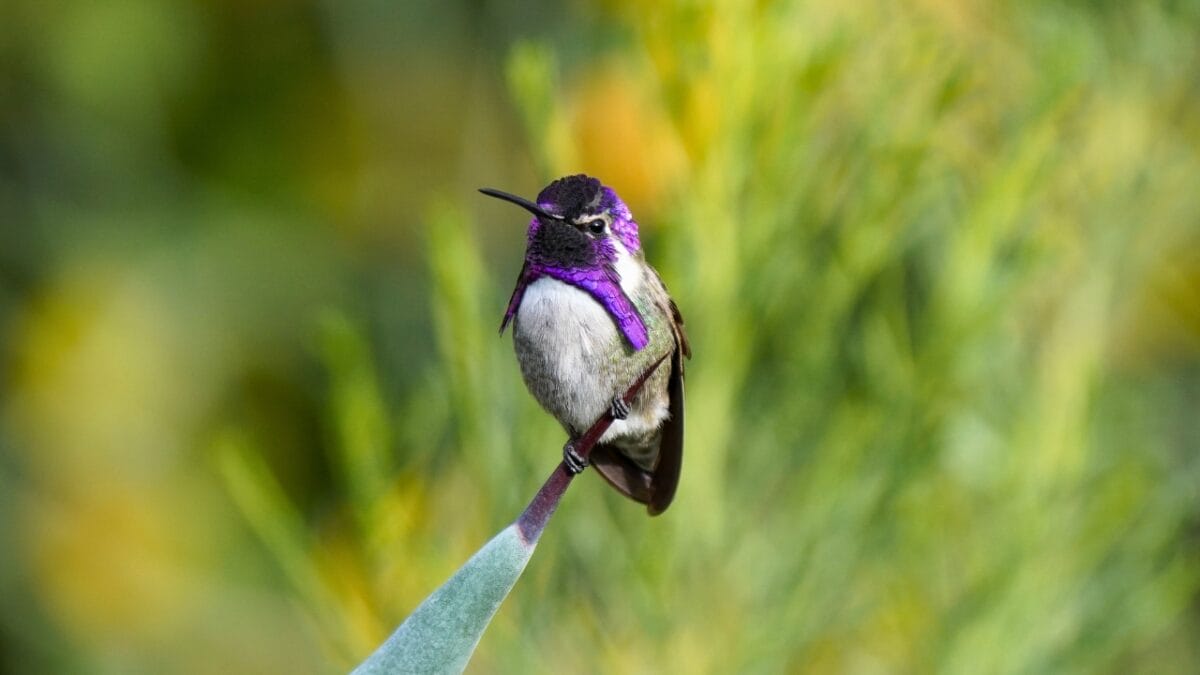 10 U.S. Hummingbirds & Where to Spot Them - Costas Hummingbird ss2291314441