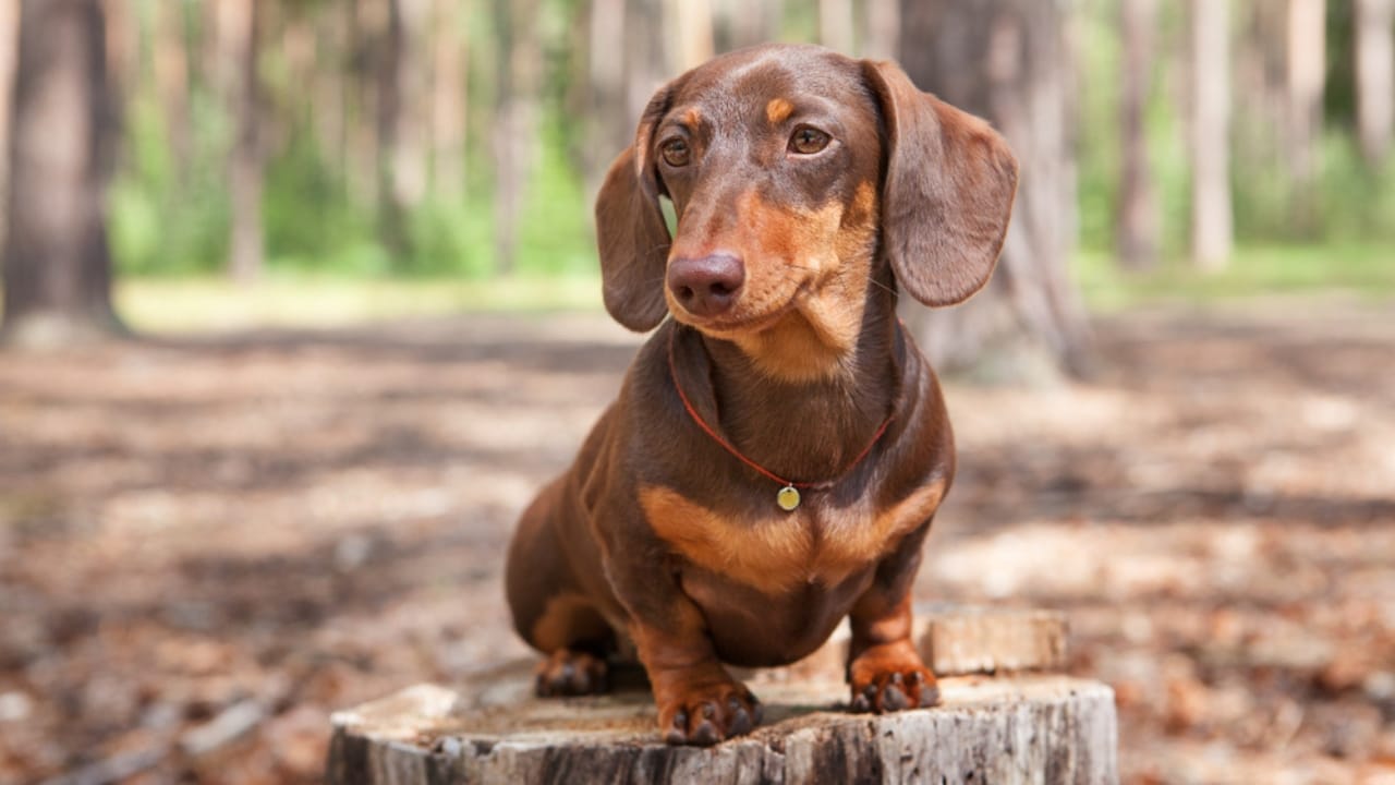 10 Reasons to Think Twice Before Getting a Miniature Dachshund - Dachshund dwarf ss1563699127