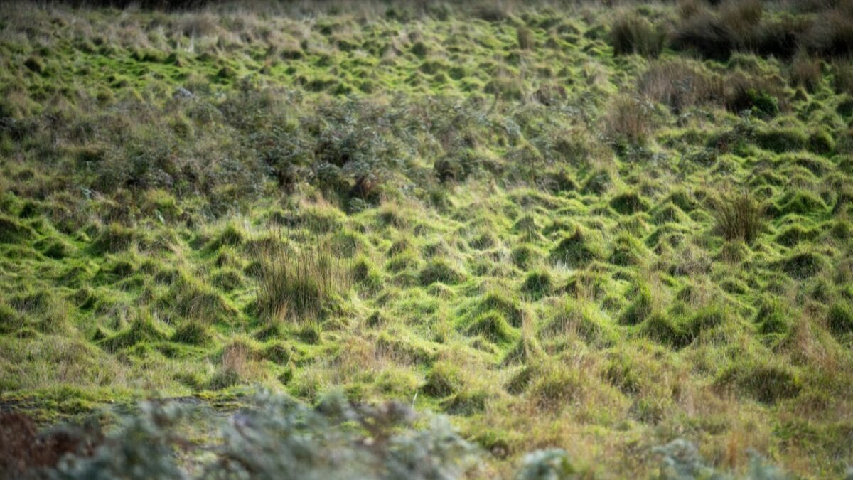 When Nature Plays by Its Own Rules, It Becomes a Mystery for Scientists - Decoding natures puzzel dp670891086