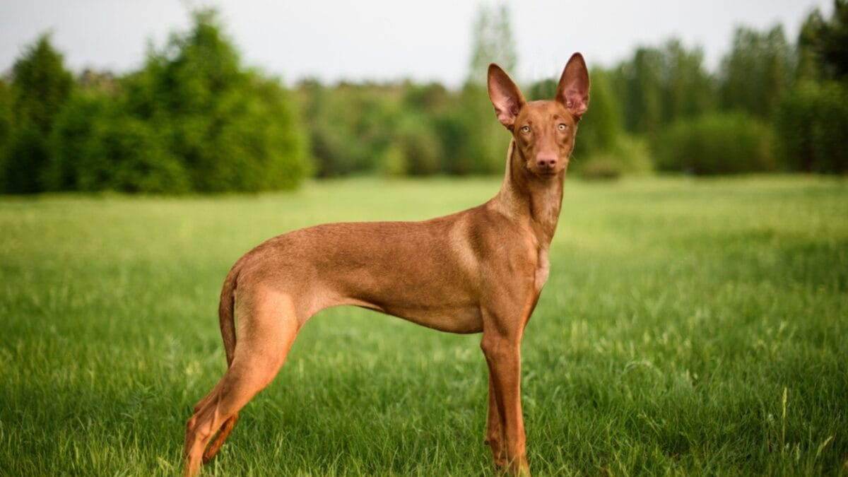 Guardians of the Pharaohs: 6 Dogs of Ancient Egypt - Egyptian Pharaoh Hound ss1739285843