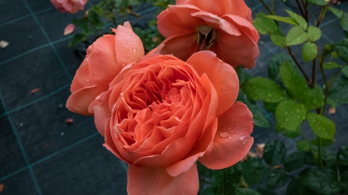 40 of the Most Gorgeous Flowers in the World - English Rose dp674070670
