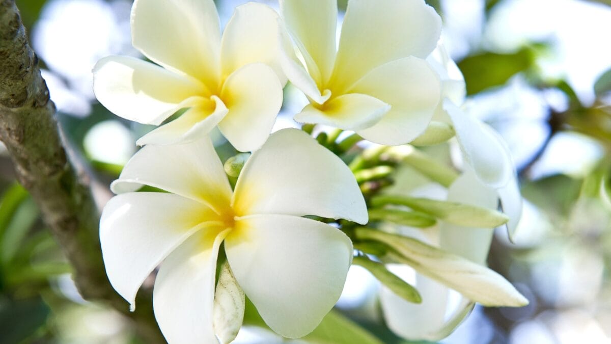 40 of the Most Gorgeous Flowers in the World - Frangipani dp13512844
