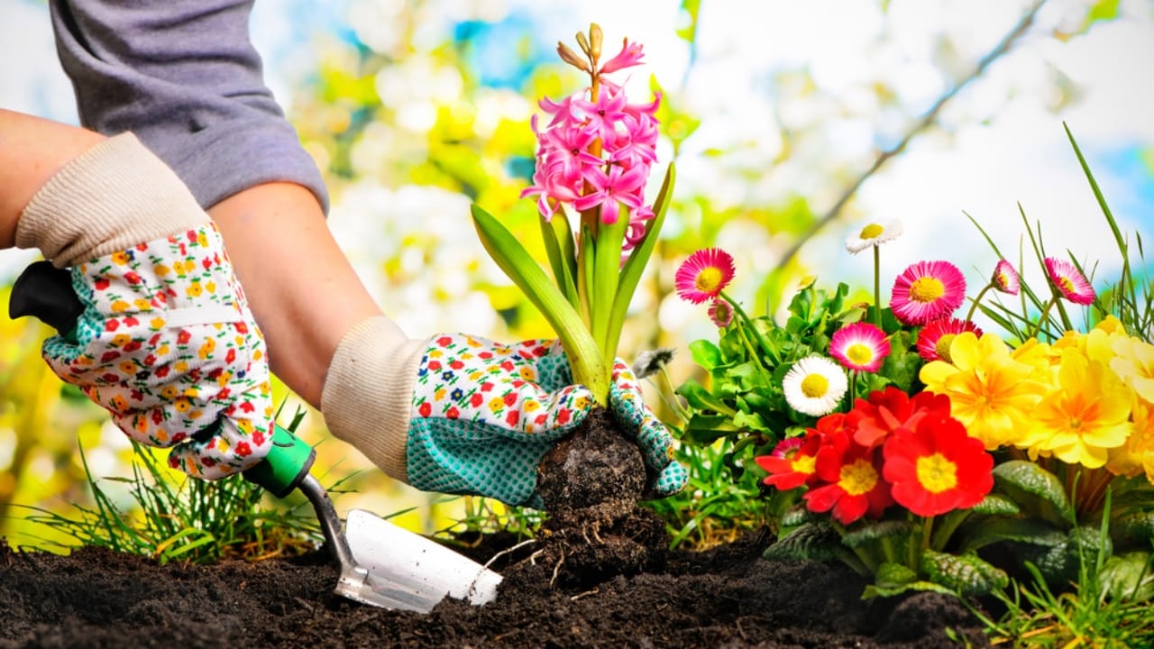 10 Resilient Plants That Thrive in Poor Soil - Gardeners hands planting flowers at backyard ss380327731