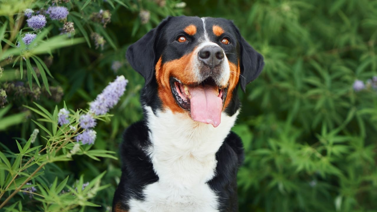 10 Things That Make Greater Swiss Mountain Dogs Truly Special - Greater Swiss Mountain Dog ss2418970135