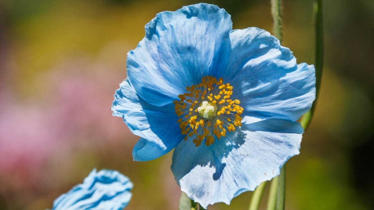 40 of the Most Gorgeous Flowers in the World - Himalayan Poppy dp254937386
