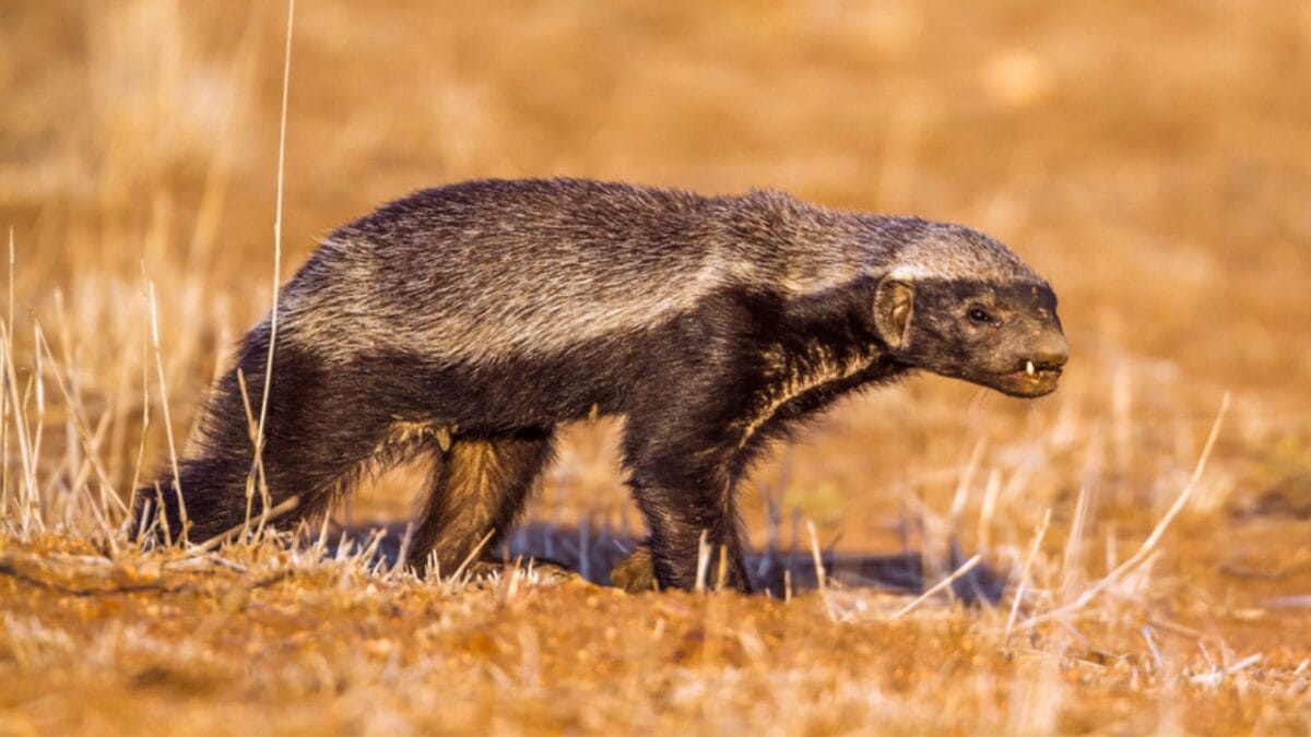 15 Animals You Can’t Relocate from Your Property—Even If You Want To - Honey Badger dp154484878