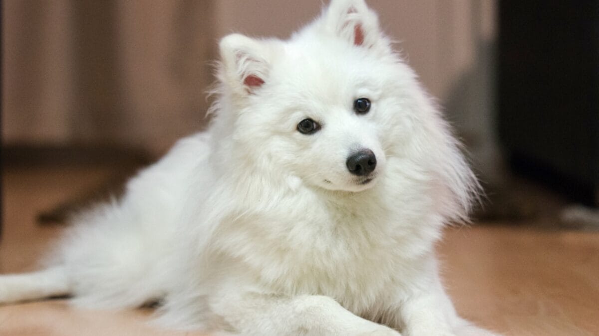 10 Brilliant White Dog Breeds With a Genetic Secret - Japanese Spitz ss658790722