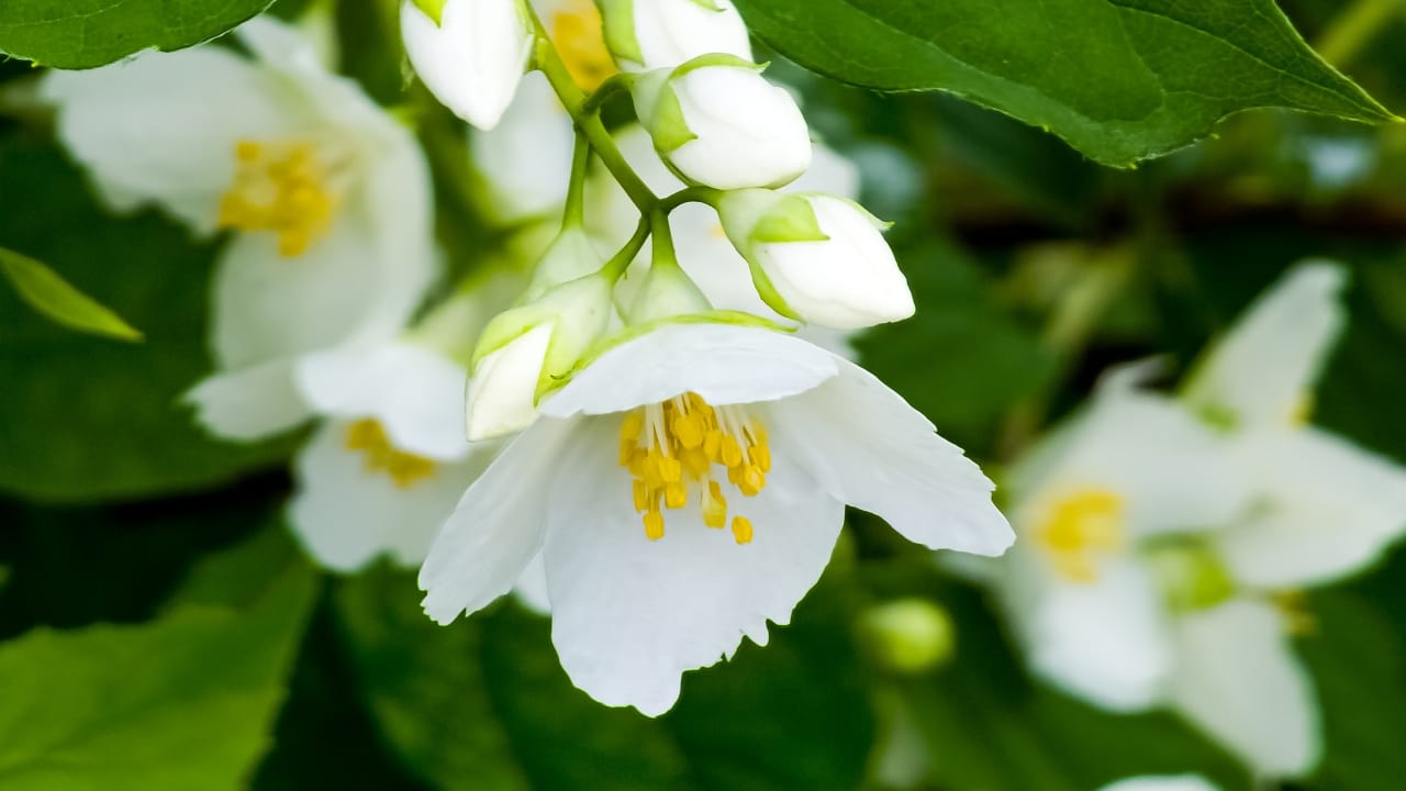 Turn Your Fence into a Fragrant Wall of Green with This Plant - Jasmine Flower dp661352242