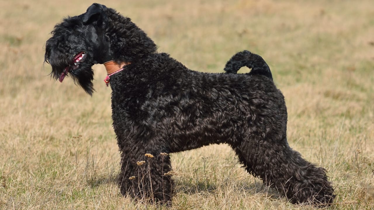 10 Facts About the Unique Kerry Blue Terrier Dog Breed, Once Loved by Irish Farmers - Kerry Blue Terrier dog ss699590452