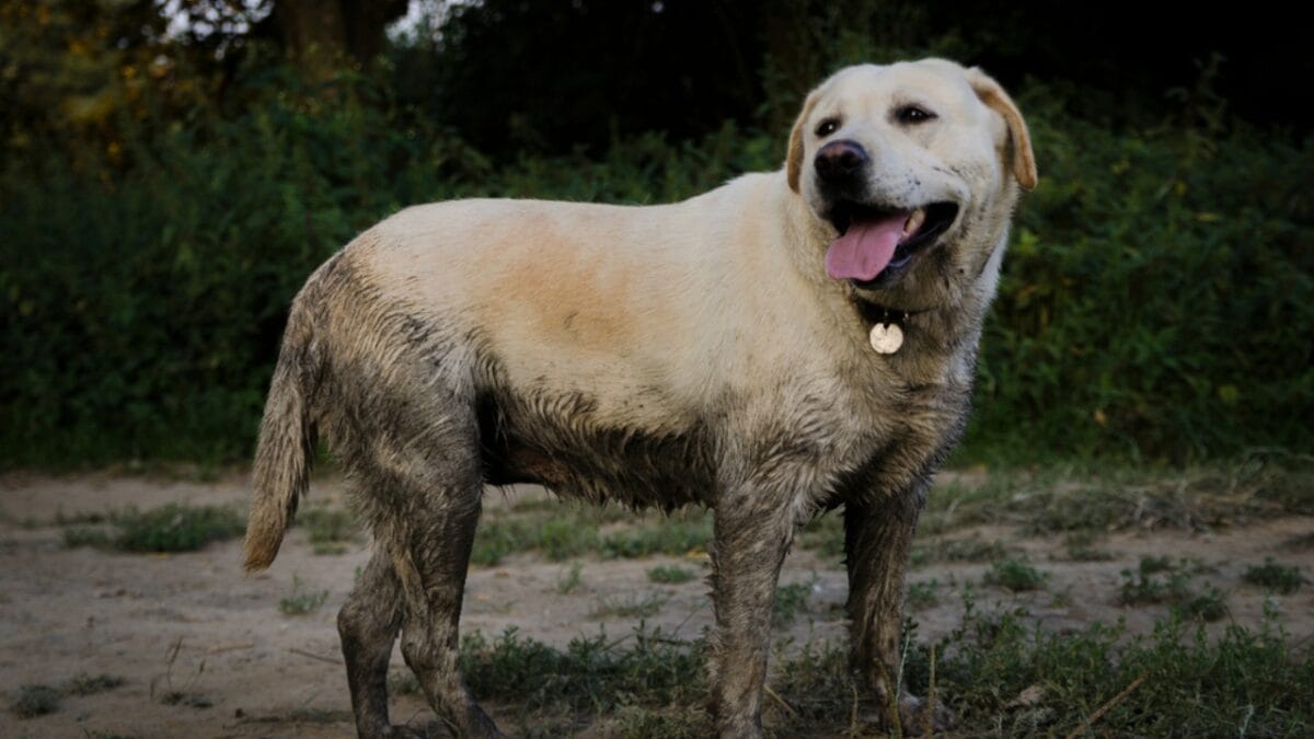 12 Dog Breeds That Might Turn Your Yard into a Dig Site - Labrador dirty ss1466695793