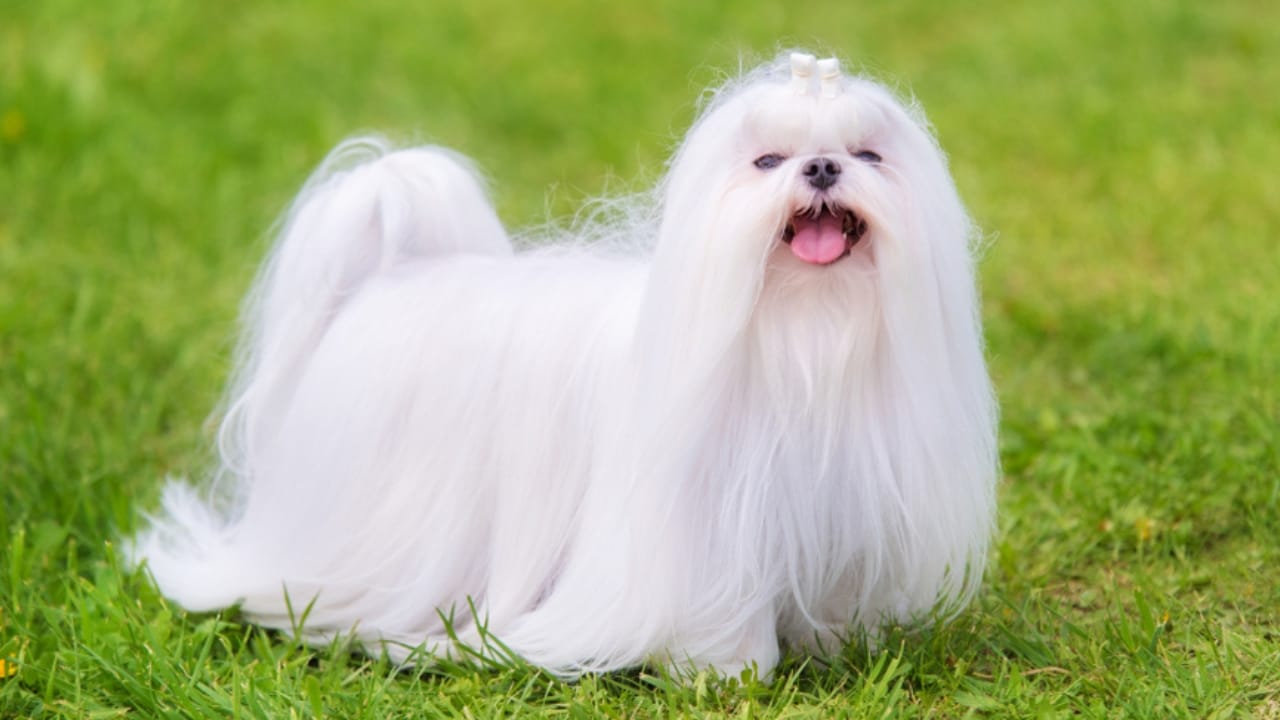 10 Brilliant White Dog Breeds With a Genetic Secret - Maltese dog in the green park ss1081649411