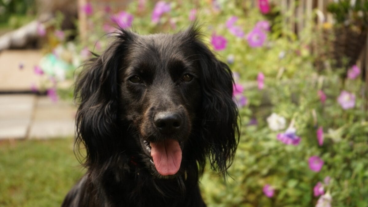 A Small Country's Big Impact on the Dog World - 10 Lovable Dutch Dog Breeds - Markiesje ss2211903601
