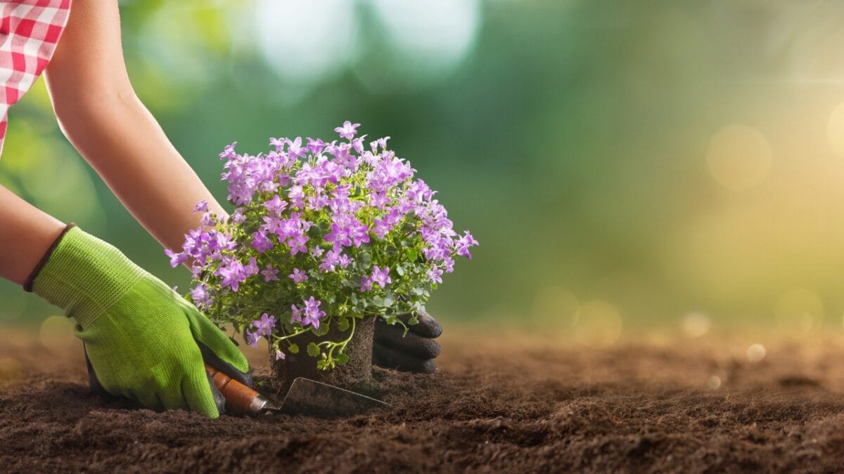 7 Tips to Keep Your Flowerbeds Pristine - Planting Flowers In Garden ss1663519192