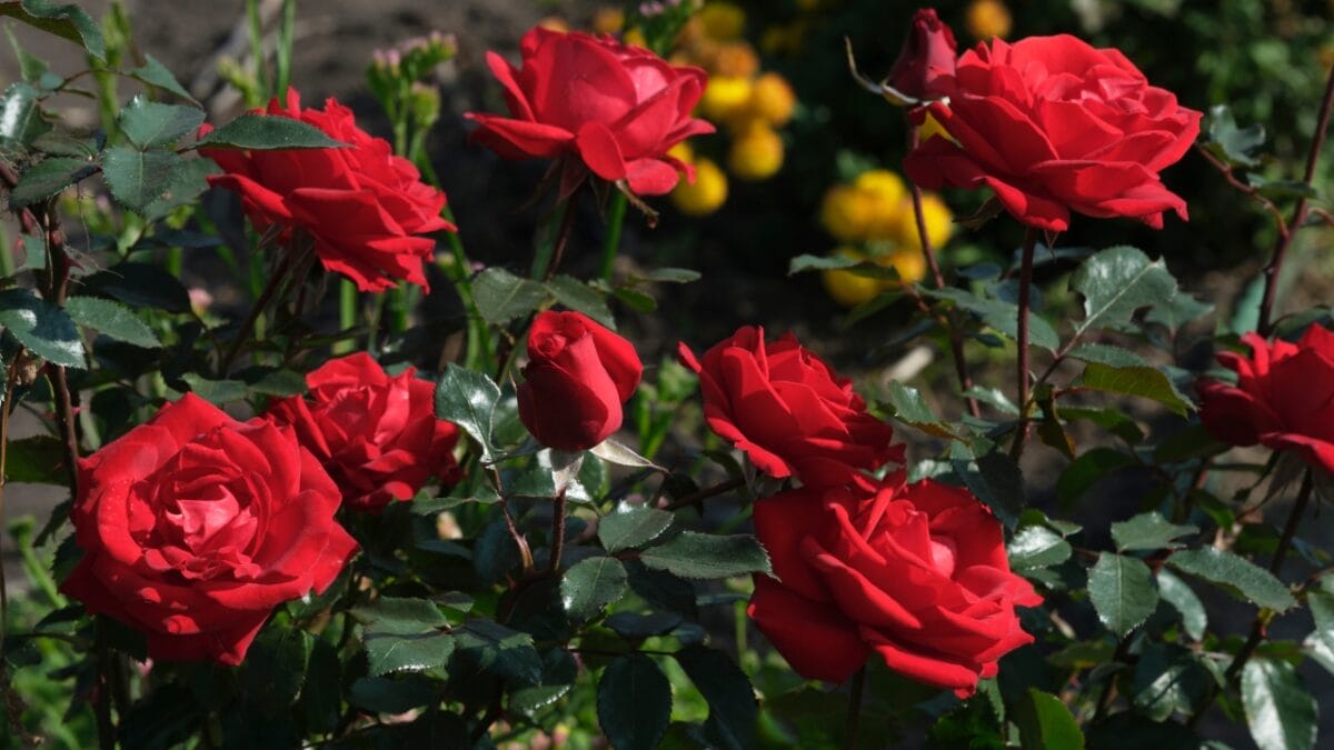40 of the Most Gorgeous Flowers in the World - ROSE dp679202600