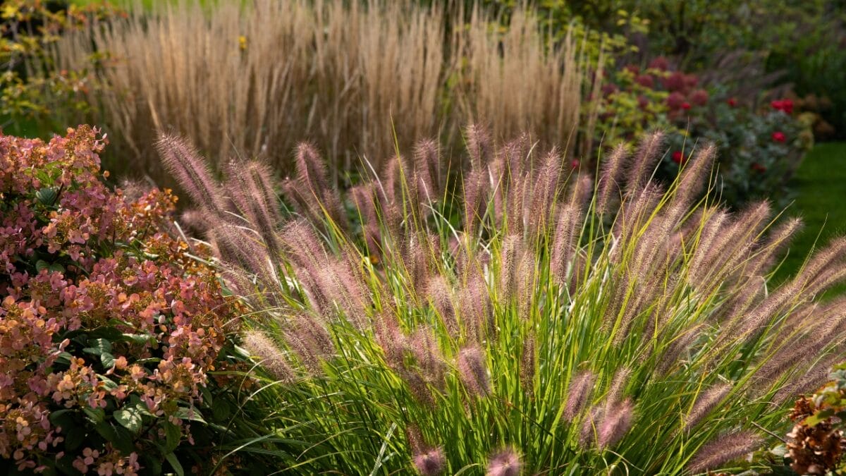 Blooms in Buckets: 20 Perennials Guaranteed to Thrive in Pots - Red Head Fountain Grass ss1903596532