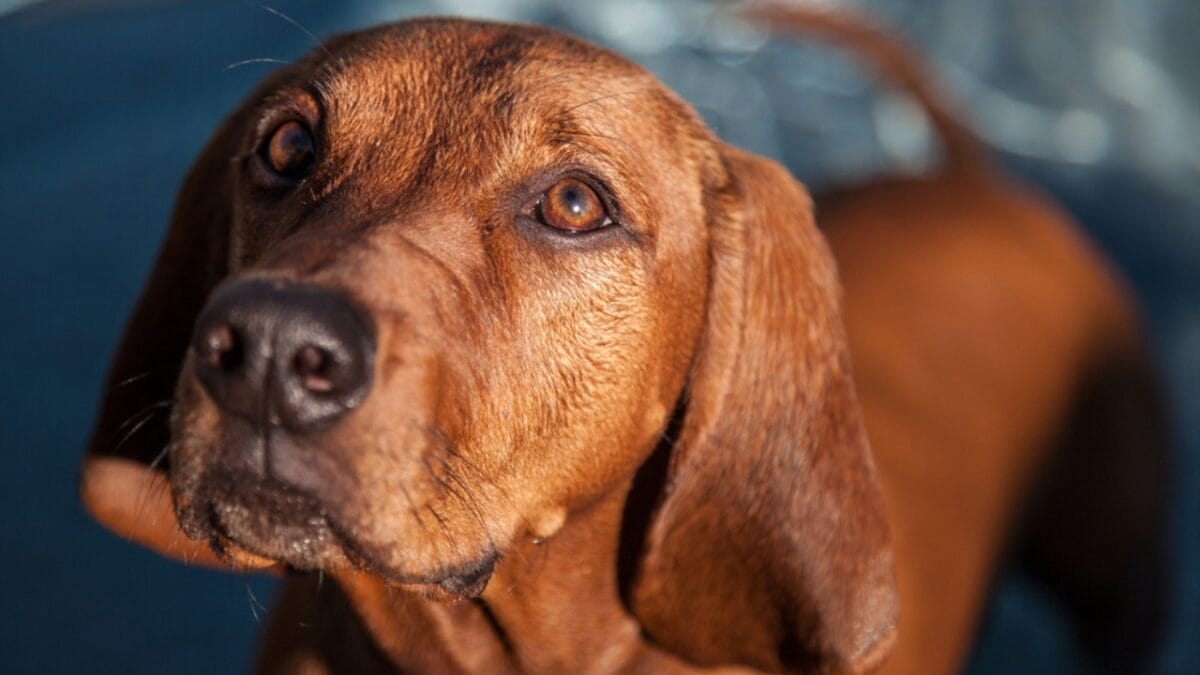 10 Dog Breeds with the Best Noses - Redbone Coonhound ss286915433
