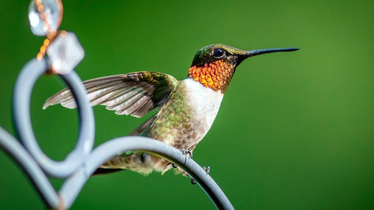 17 Strange & Beautiful Hummingbird Species - Ruby throated Hummingbird ss1588133761