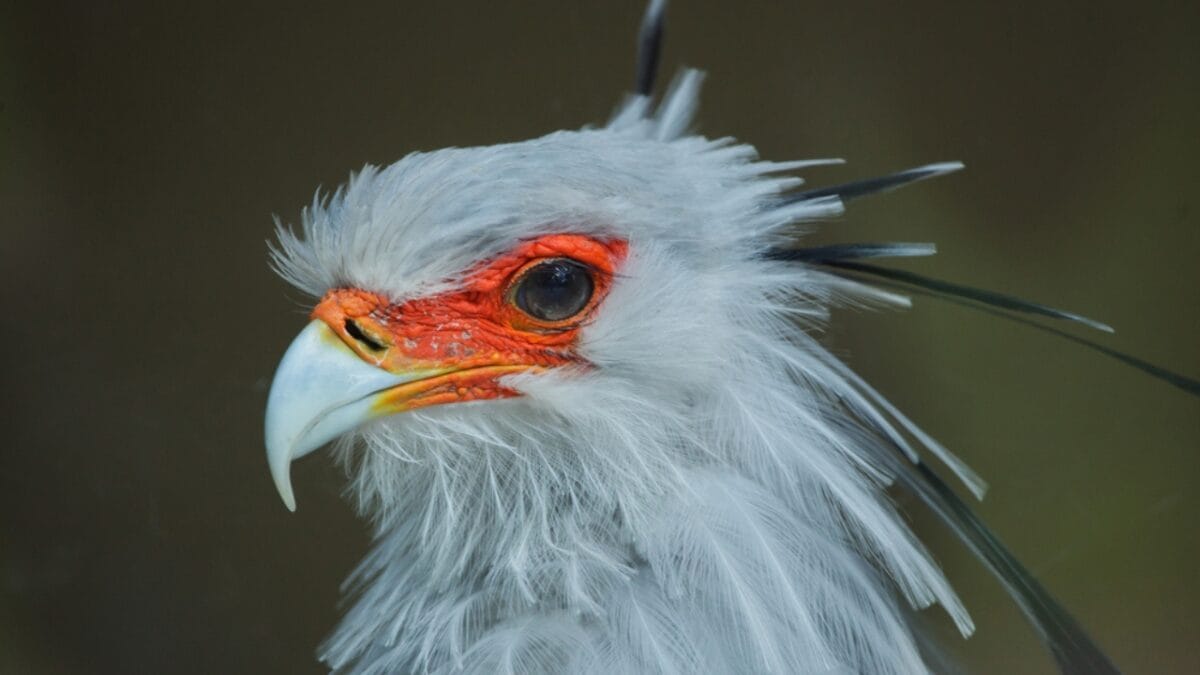 15 Fierce Birds of Prey That Rule the Skies - Secretary Bird dp464197904