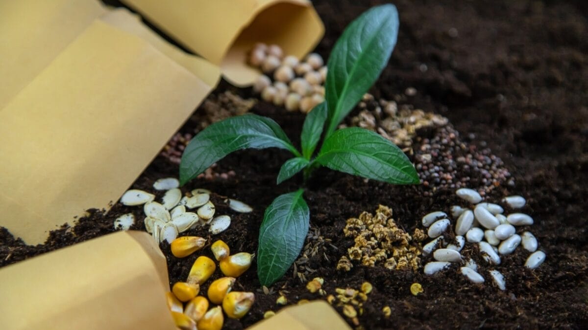 Seed Saving 101: Preserving Biodiversity & Self-Sufficiency - Seeds in bags ss2093777281