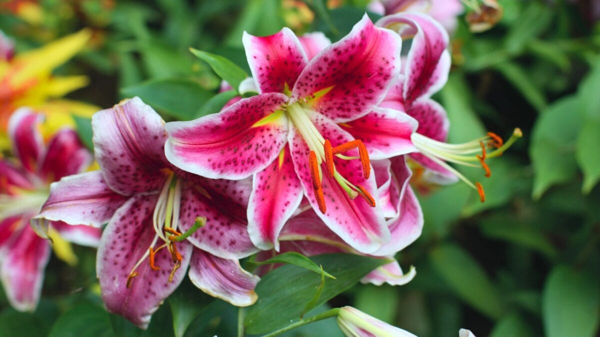 40 of the Most Gorgeous Flowers in the World - Stargazer Lily dp6313500