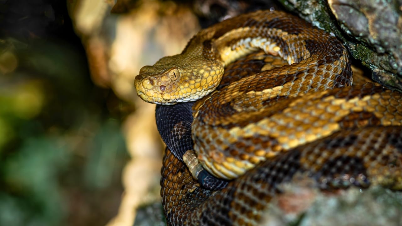 Timber Rattlesnake Home 10 Rarely Discussed Facts About Timber Rattlesnakes That are Hard to Forget