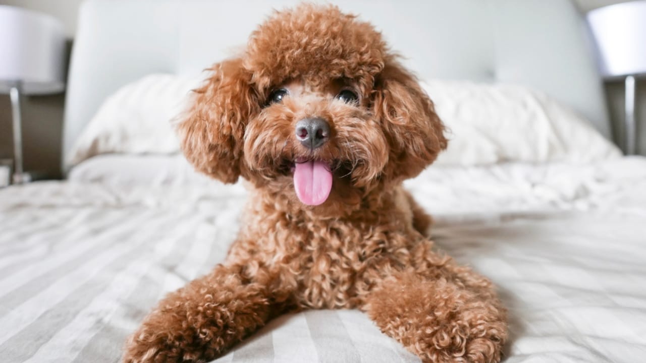 15 Hotels in the U.S. Redefining Pet-Friendly Stays - Toy Poodle resting on bed ss1017362182
