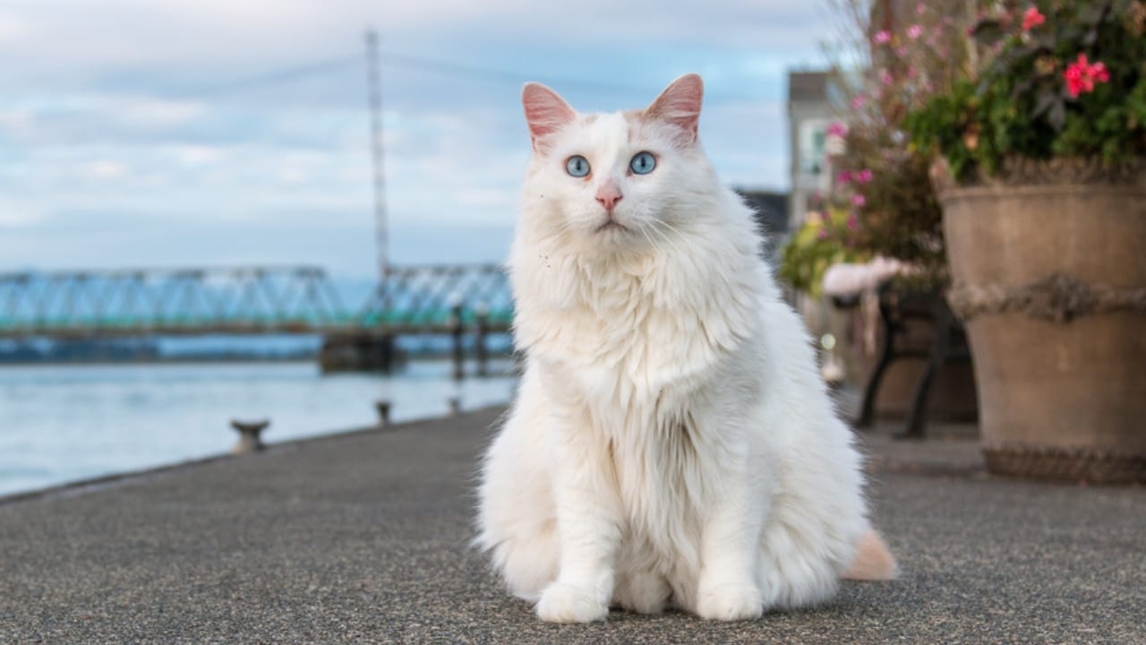 15 Beautiful Gray & White Cat Breeds You’ll Want to Cuddle - Turkish Van cat ss712718311