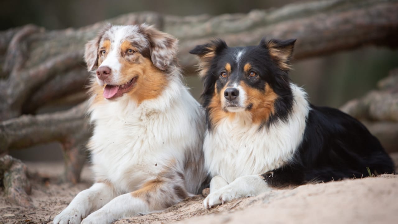 12 Intelligent Dog Breeds That Truly Understand Humans - Two australian shepherd dog ss1188210166