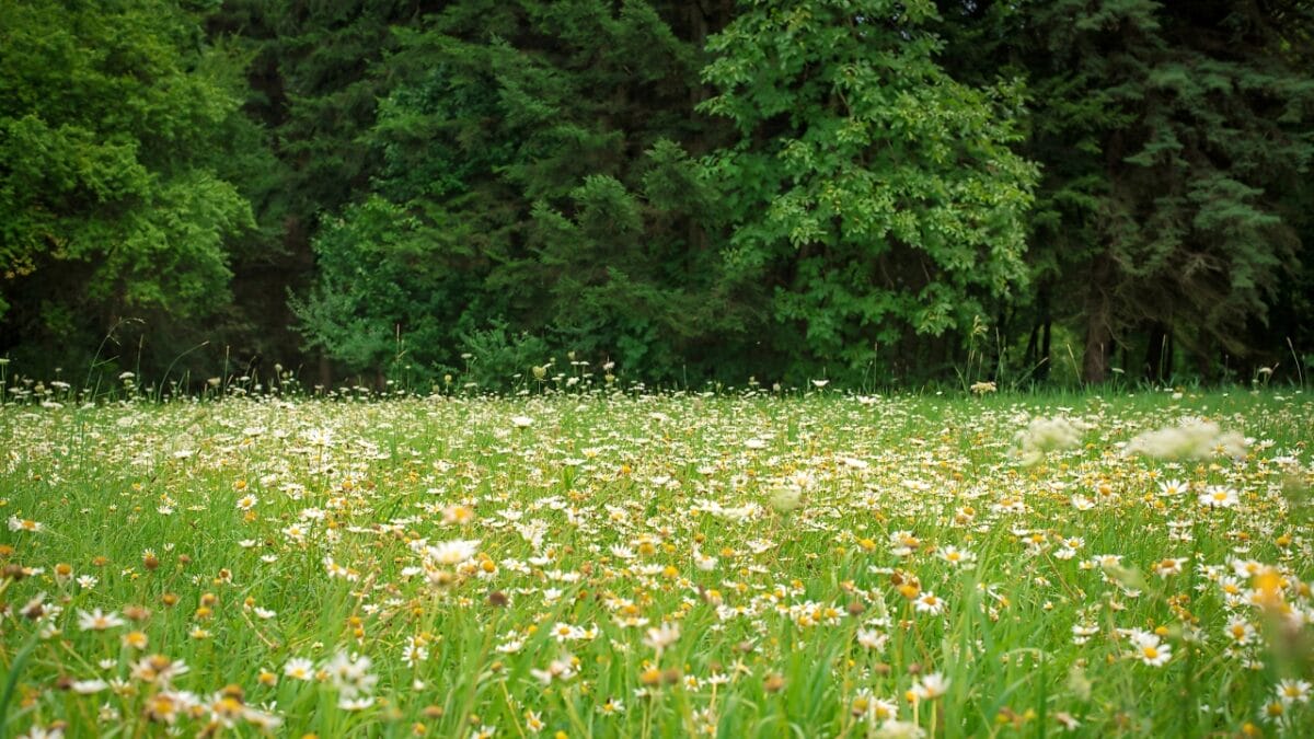 When Nature Plays by Its Own Rules, It Becomes a Mystery for Scientists - UNUSUAL TRENDS IN DANISH MEADOWS dp303316212