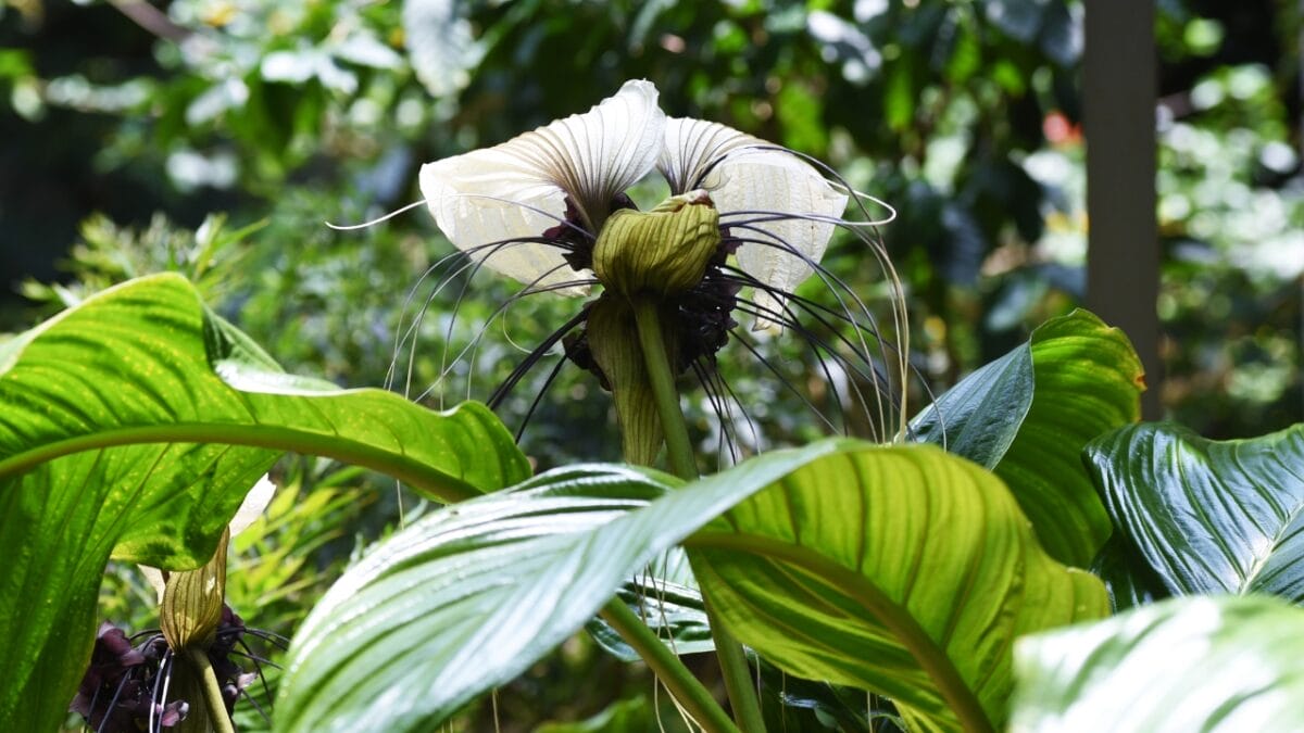 40 of the Most Gorgeous Flowers in the World - White Bat Flower dp479000818