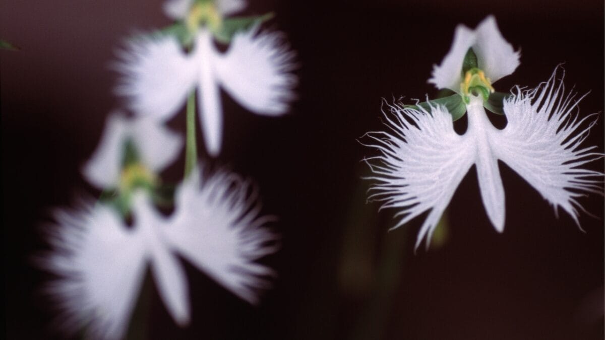40 of the Most Gorgeous Flowers in the World - White Egret Orchid dp680988482