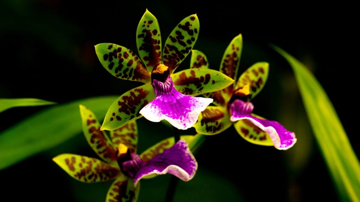 40 of the Most Gorgeous Flowers in the World - Zygopetalum Orchid dp706761200