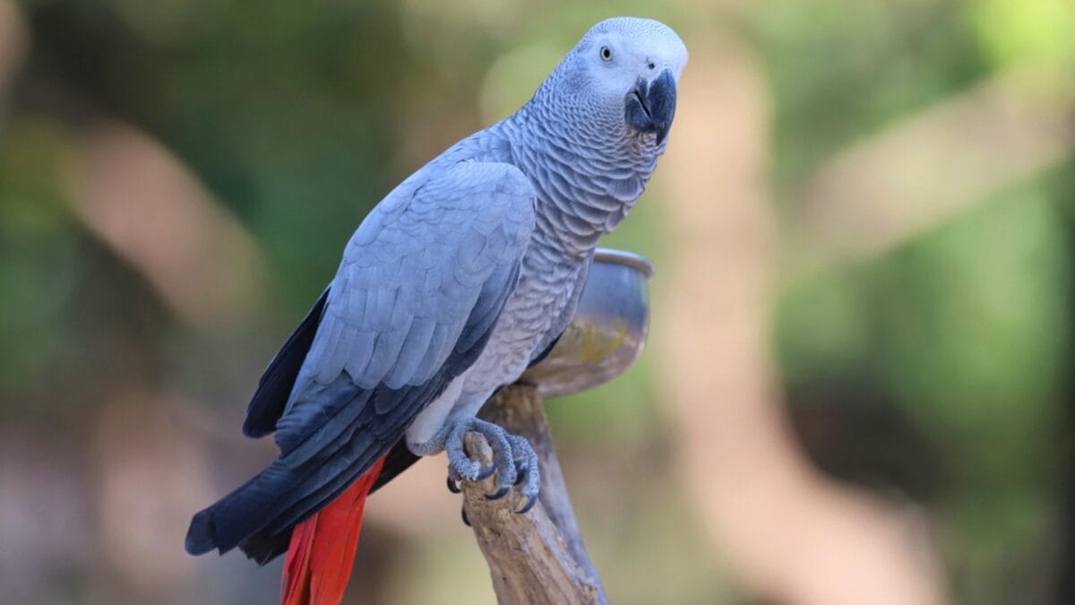 12 Stunning Gray Birds from Around the World - african gray parrot ss1841561830 1