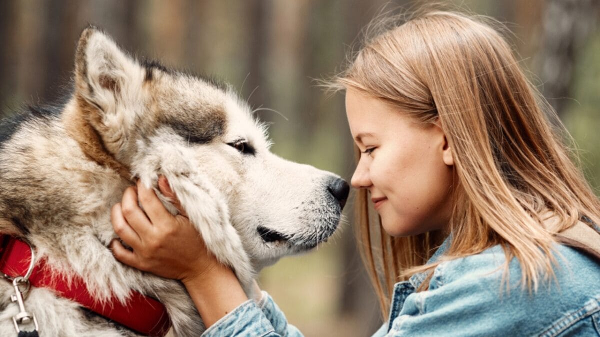 17 Strongest Dog Breeds That Prove Power Comes With Loyalty - alaskan malamute dog with child dp312571068