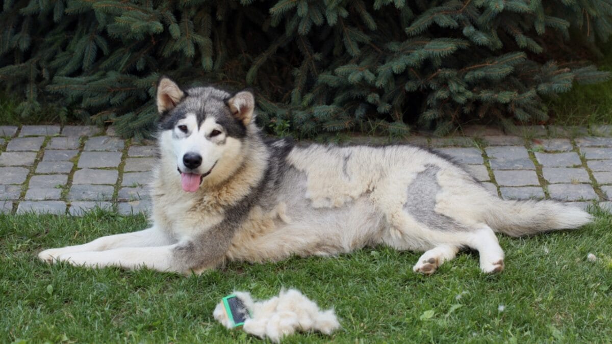 11 Dogs That Shed the Worst - alaskan ss1075690445