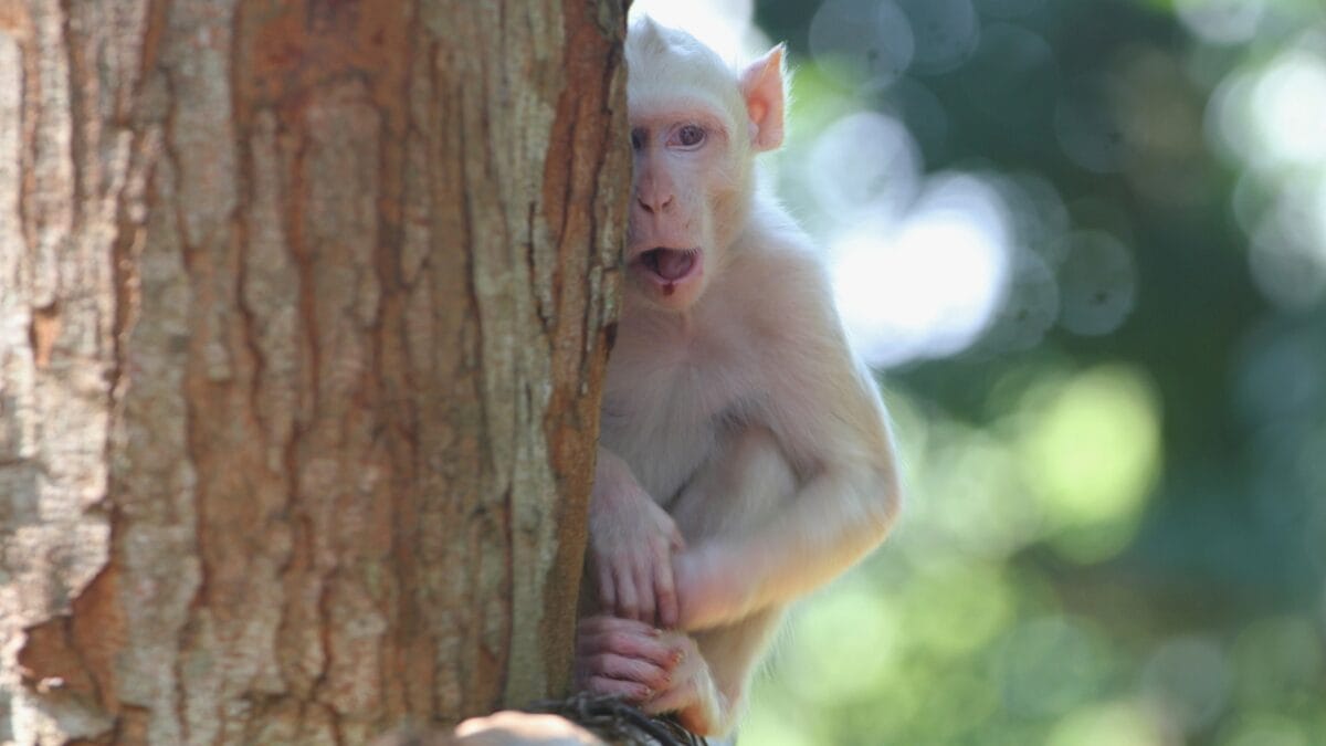 The Ghostly Allure of Albino Monkeys: Nature's Rare & Enchanting Anomalies - albino monkey ss1257768799