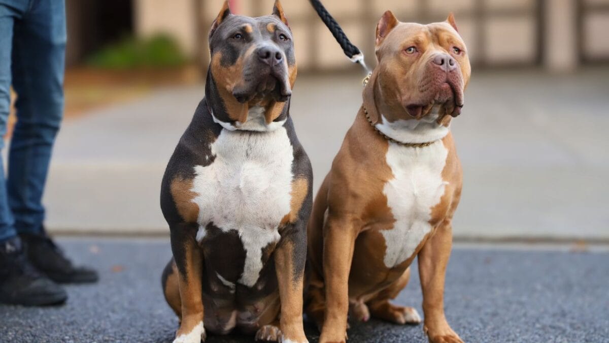 15 Dog Breeds So Intimidating They’ll Make Anyone Think Twice - american bully ss1580439697