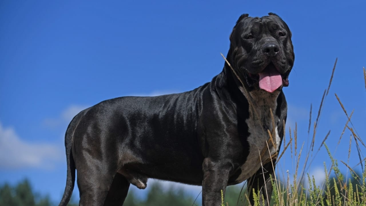11 Facts About XL Bully Dogs That Potential Owners Should Know - american bully ss2372819847