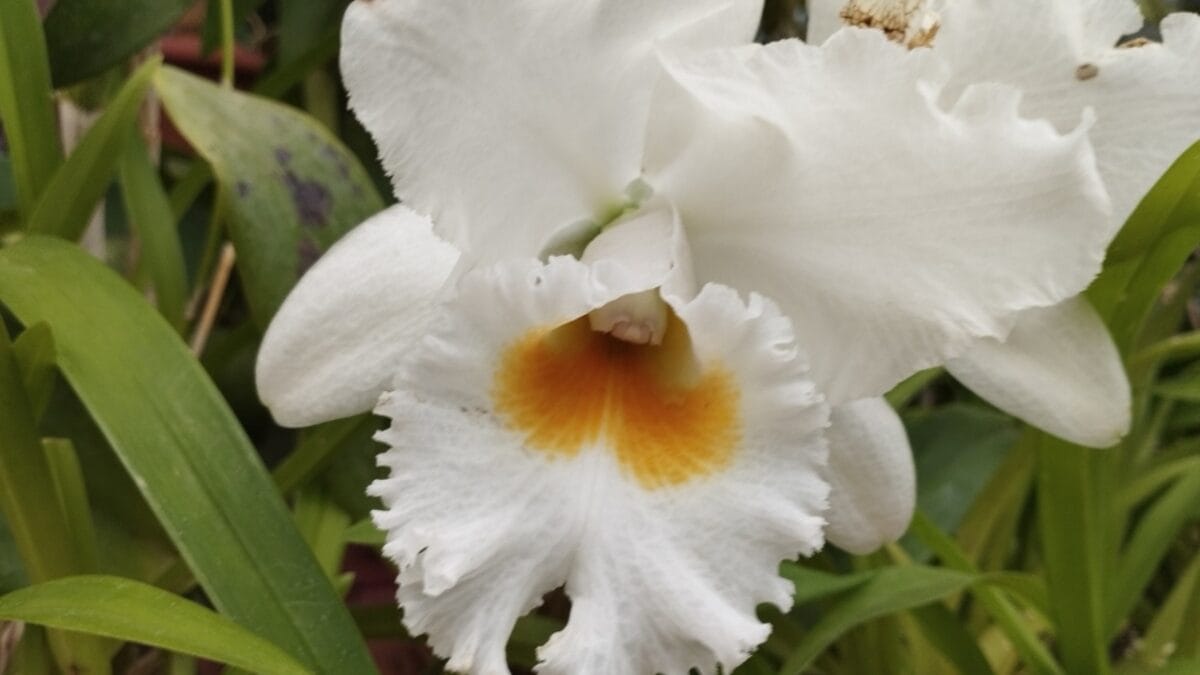 15 Bizarre Plants That Look Like They Belong in a Zoo - angel orchid ss2322355477