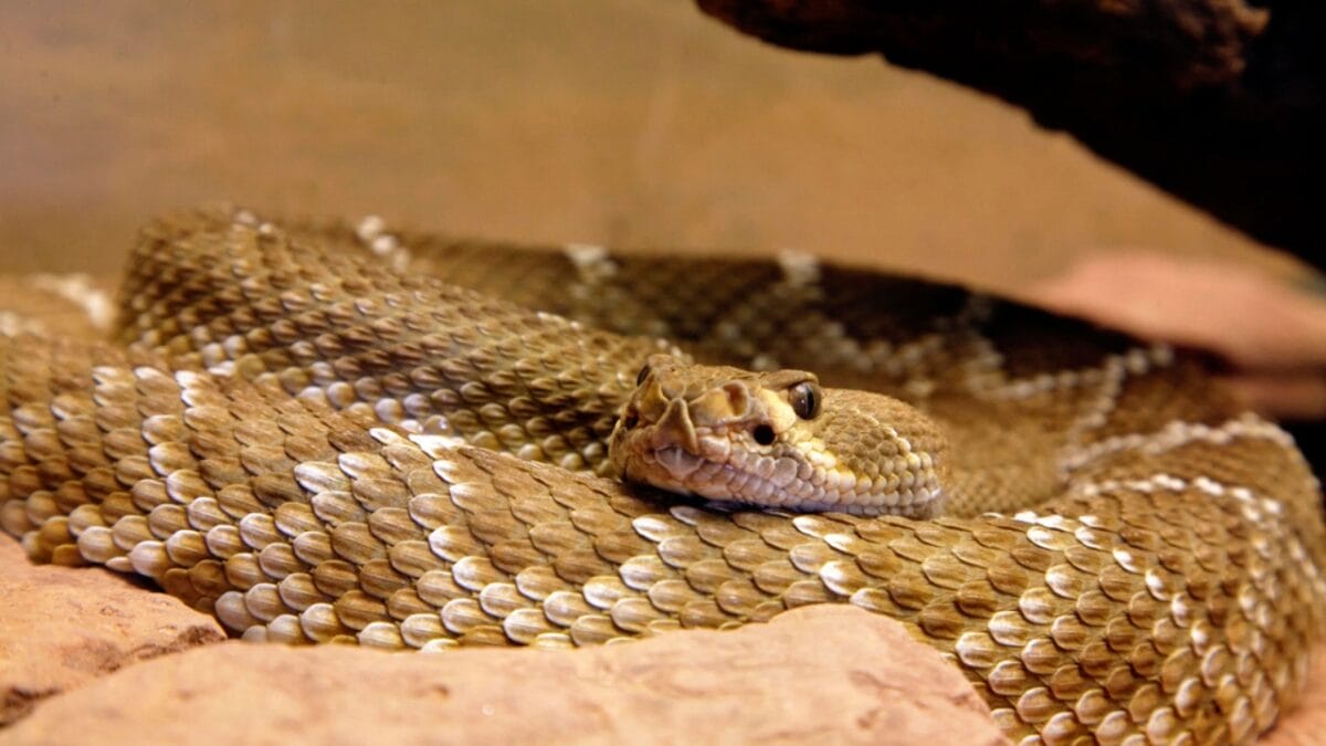 30 Rattlesnake Species from Around the Globe: Majority in U.S. - arizona black rattlesnake dp17442485