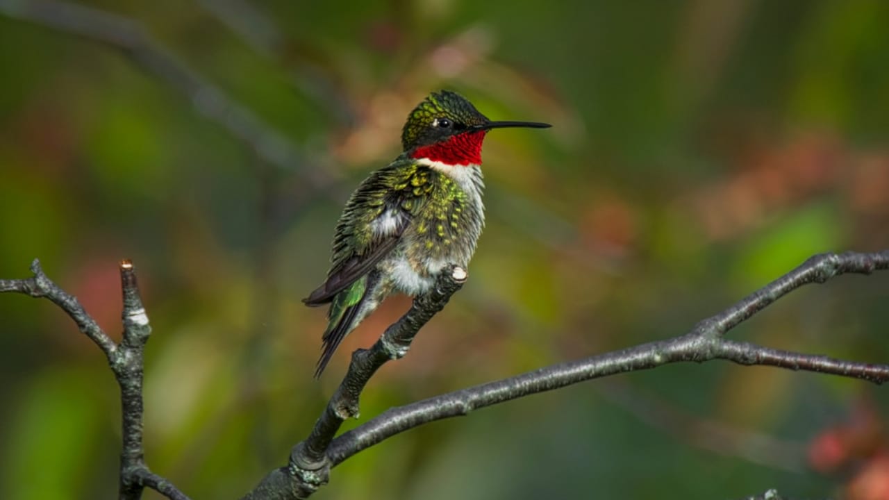 Where to Find the Most Spectacular Hummingbirds in the U.S.: 15 Hotspots