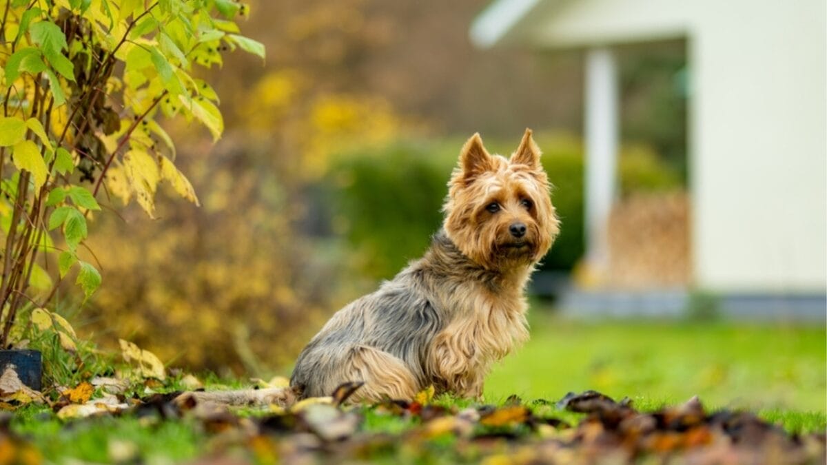 10 Facts about Australian Terriers That Few People Know About - aus terrier dog sitting leaves ss2333685293