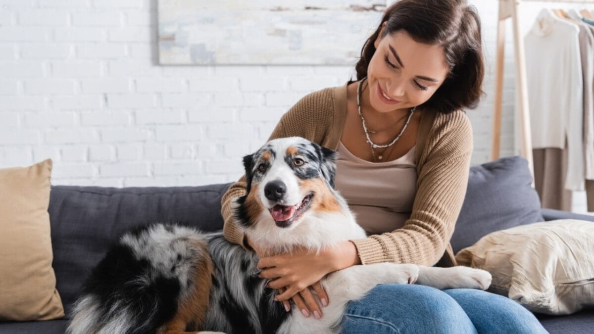 10 Lesser-Known Facts About Australian Shepherd Dogs You Probably Didn’t Know - australian dog cuddling woman sofa ss2140311387