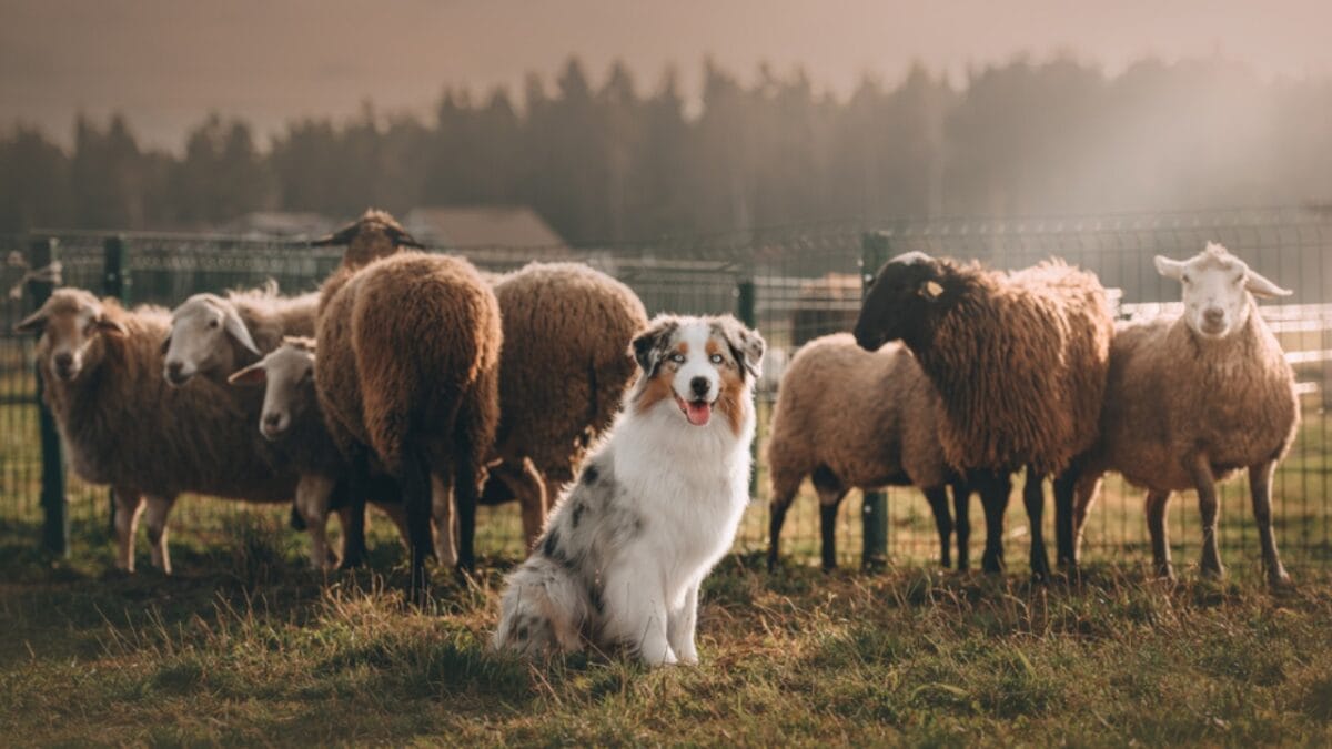 10 Lesser-Known Facts About Australian Shepherd Dogs You Probably Didn’t Know - australian dog herding sheep ss1594628605