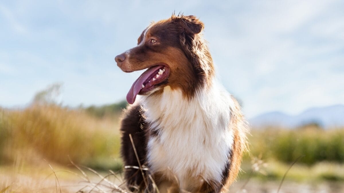 10 Lesser-Known Facts About Australian Shepherd Dogs You Probably Didn’t Know - australian dog looking side ss2113344230