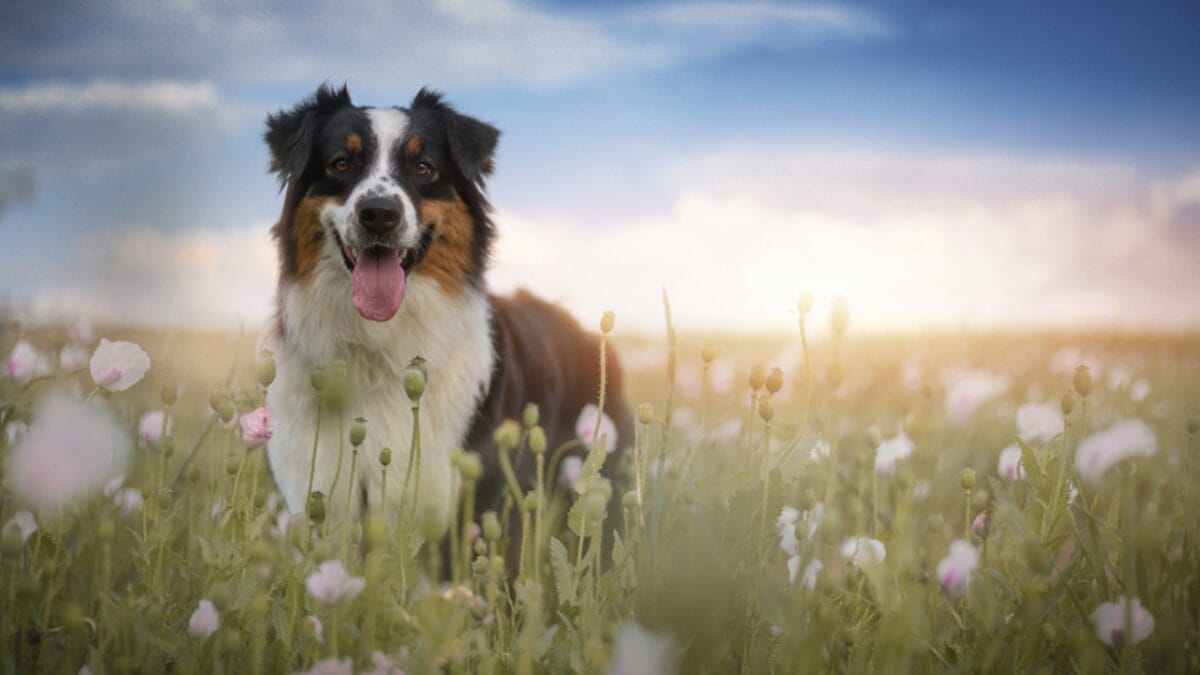 10 Lesser-Known Facts About Australian Shepherd Dogs You Probably Didn’t Know - australian dog standing flowers ss2009204408
