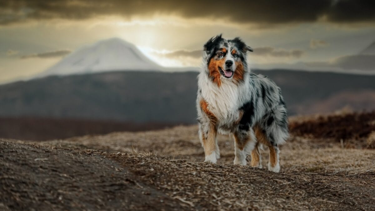 10 Lesser-Known Facts About Australian Shepherd Dogs You Probably Didn’t Know - australian dog standing sunset ss1871746342