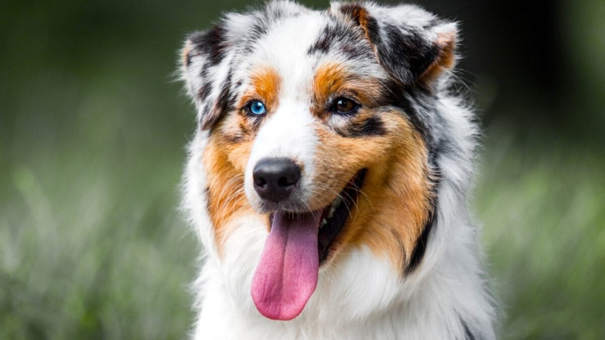 10 Lesser-Known Facts About Australian Shepherd Dogs You Probably Didn’t Know - australian dog two eye colors tongue ss1943817781