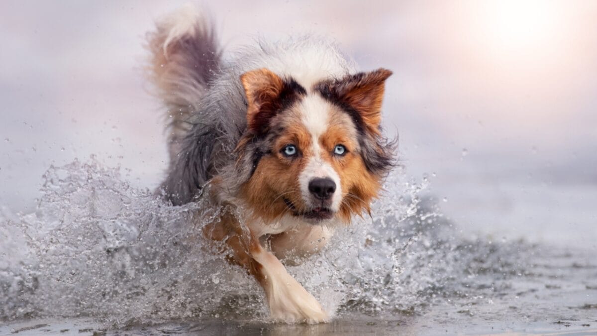 10 Lesser-Known Facts About Australian Shepherd Dogs You Probably Didn’t Know - australian dog water running ss1926719570